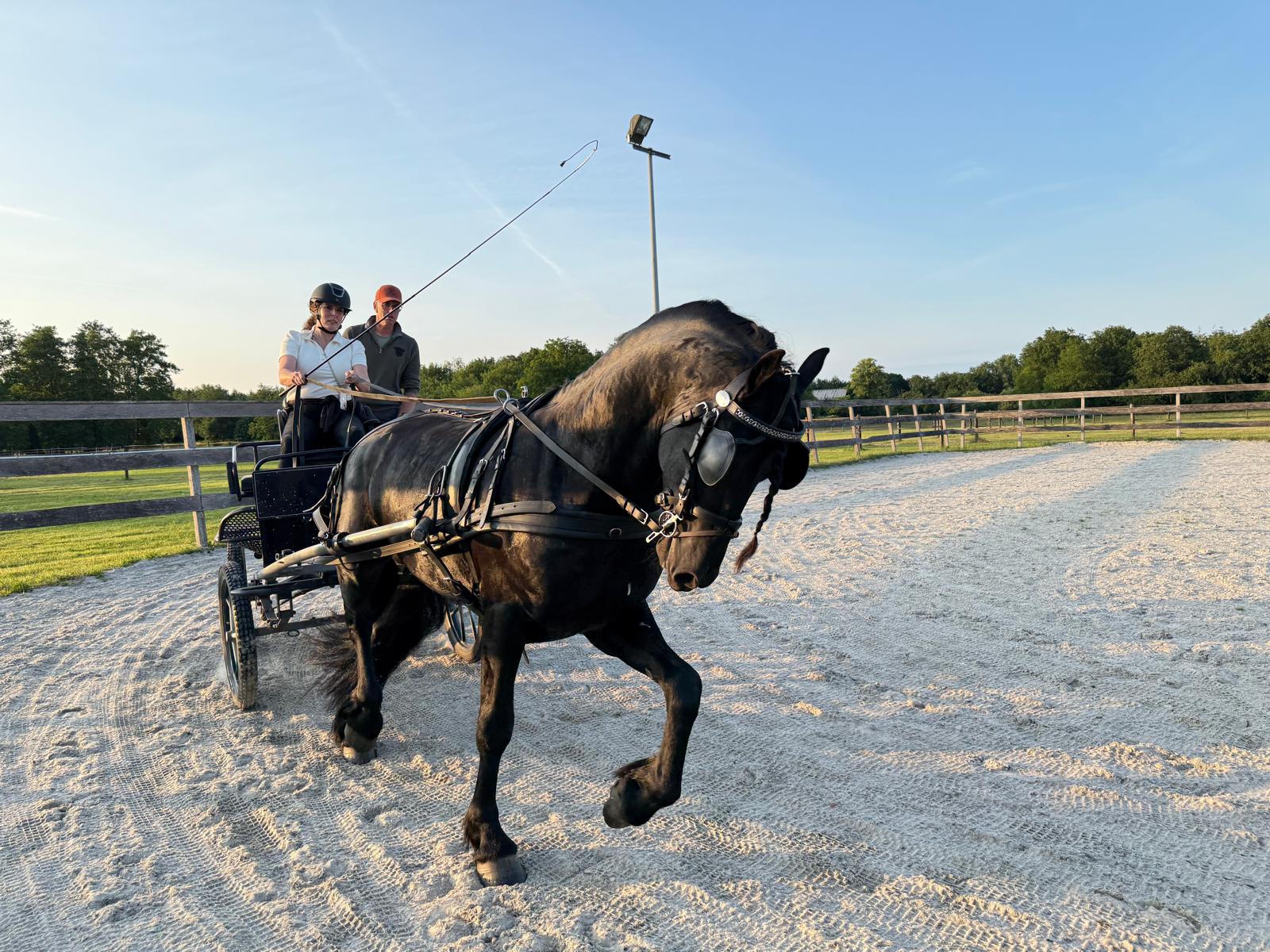 Redmer als sportpaard 2